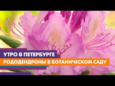 В Ботаническом саду зацвели рододендроны