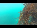 丹後半島でシュノーケル 2014年7月