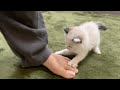 ぴょんぴょんまとわりつく保護猫スノーが可愛いすぎる