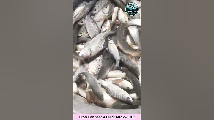 How to Select Quality Fish Seed for High Growth 🚀 | Fish Farming Tips #fish #imcbusiness