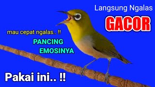 PLECI GACOR suara ngalas Ngotot - untuk memancing emosi PLECI JANTAN biar NGALAS