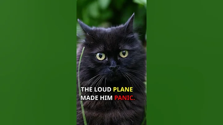 Watch the video about Panic Level