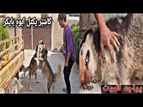 فيديو: الكلاب العلاجية تجلب الحب إلى الحزن البشر في منازل الجنازة