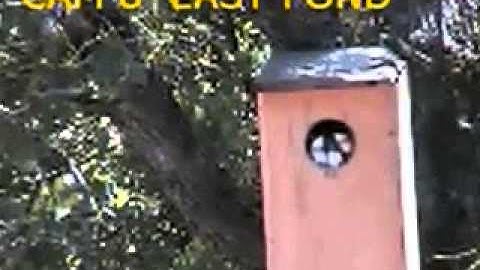 Eagle Crest: Tree Swallow Chick Fledge