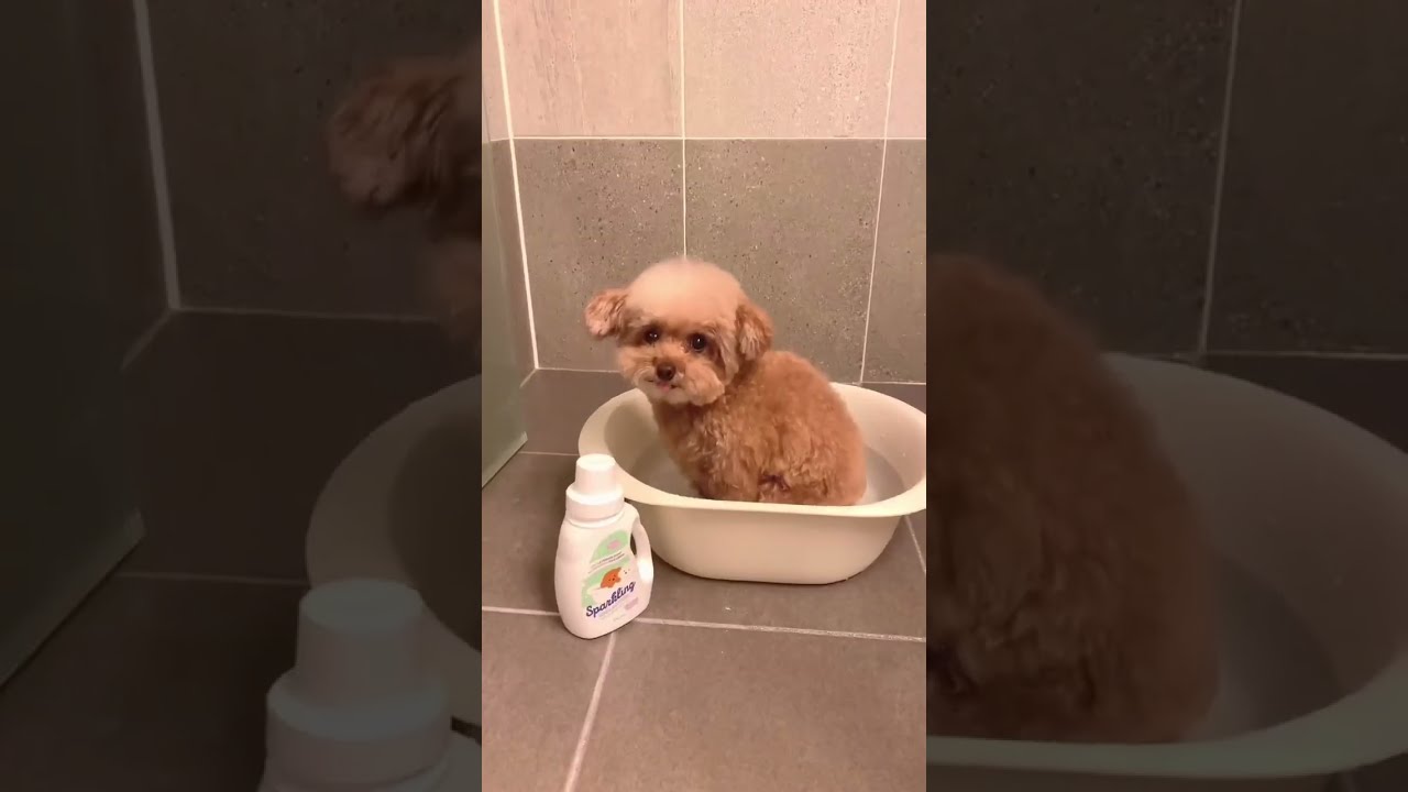 Cutest Maltipoo Puppy-Cute Maltipoo Dog-Baby Maltipoo Dog Funny Video Pet Goodie 
