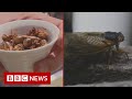 The chef cookingup insect flavour bombs  bbc news