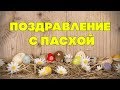 Поздравление с пасхой | Христос Воскрес!