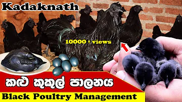 black poultry managemant |BLACK CHICKEN|Kadaknath chicken| Kadaknath Poultry Farming|Lakshitha vlogs