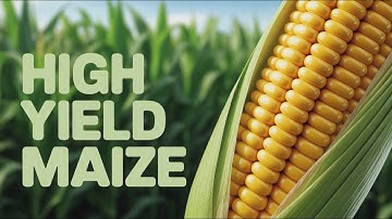 Geheimen van maïsveredeling: hoe SPAD-chlorofylmeters een hoge opbrengst voorspellen