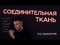 Соединительная ткань I ЕГЭ Биология | Даниил Дарвин