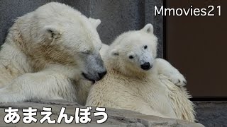 Cute♪　Spoiled Polar Bear Cub こぐまは甘えん坊
