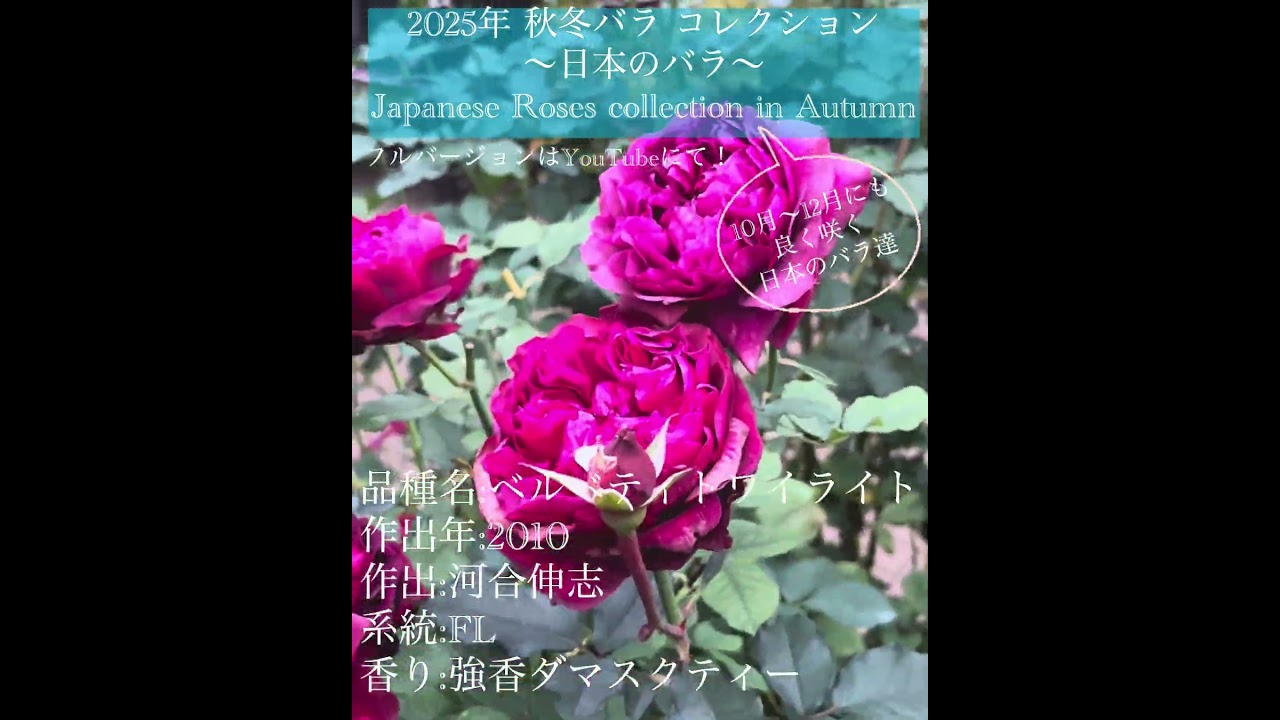 【2025年 秋冬バラ コレクション 〜日本のバラ〜】ベルベティトワイライトなど