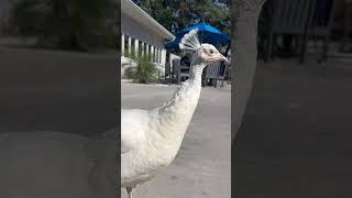 Beautiful White Peahen #peacockdance #peahen