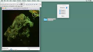 How to use Fiji or ImageJ to create a 3D image using 3D viewer plugin screenshot 3