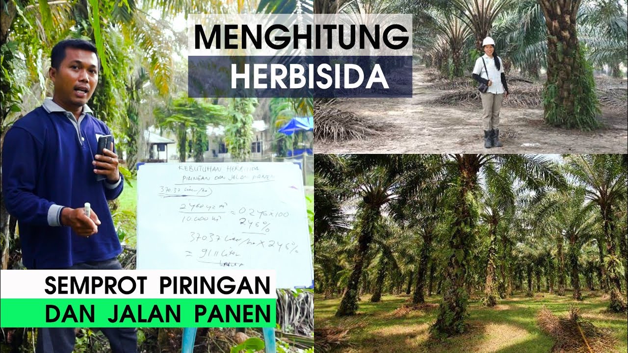 CARA HITUNG HERBISIDA (Semprot Piringan Sawit)