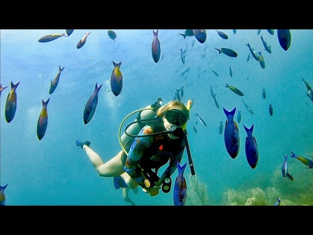 SCUBA DIVING with VENOMOUS FISH in Grenada!!