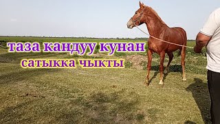 таза кандуу кунан сатыкка чыкты Ээси👉☎️ 0709441877. 0772603512