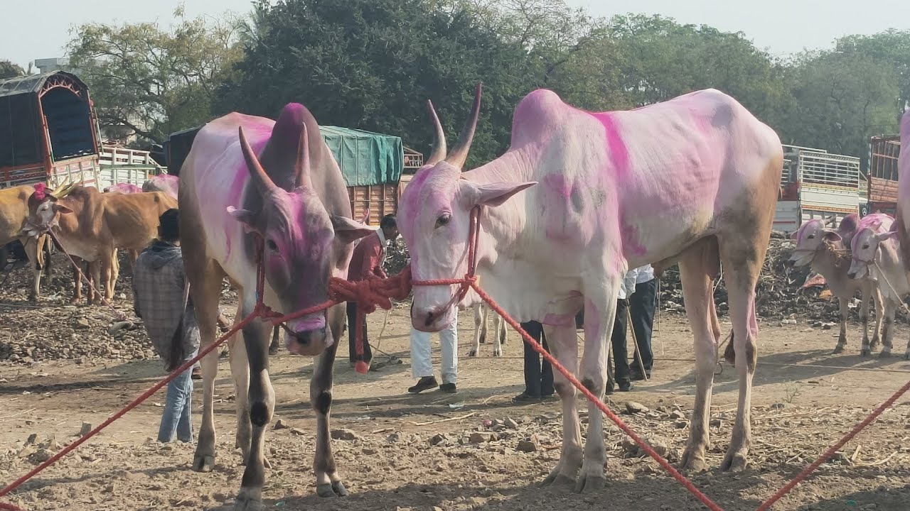 पाथर्डी बैल बाजार ११/०२/२०२६ || #बैलबाजार #cow #baliraja #bailgadasharyat #bull 
