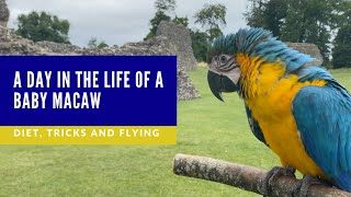 A DAY IN THE LIFE OF A BABY MACAW  | SHELBY THE MACAW