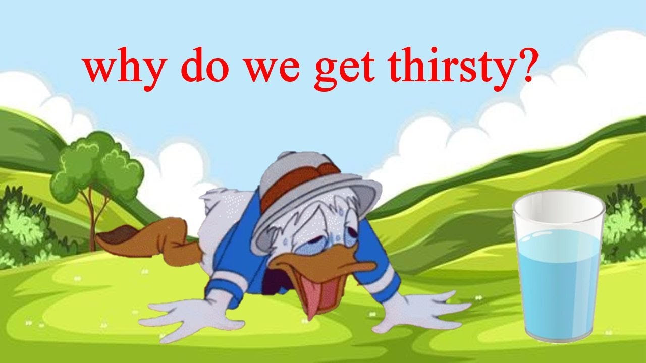 Why do we get thirsty? YouTube