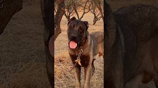 Kara Dayı 🇹🇷 Resimi