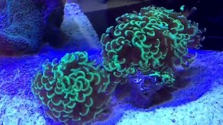 Rudys Saltwater Fish Show Tank 2011