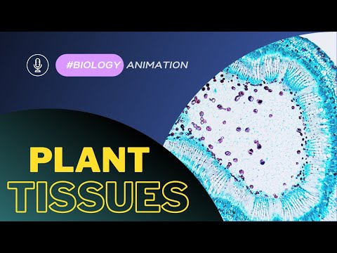 فيديو: متى توجد الأنسجة البائسة في النباتات؟