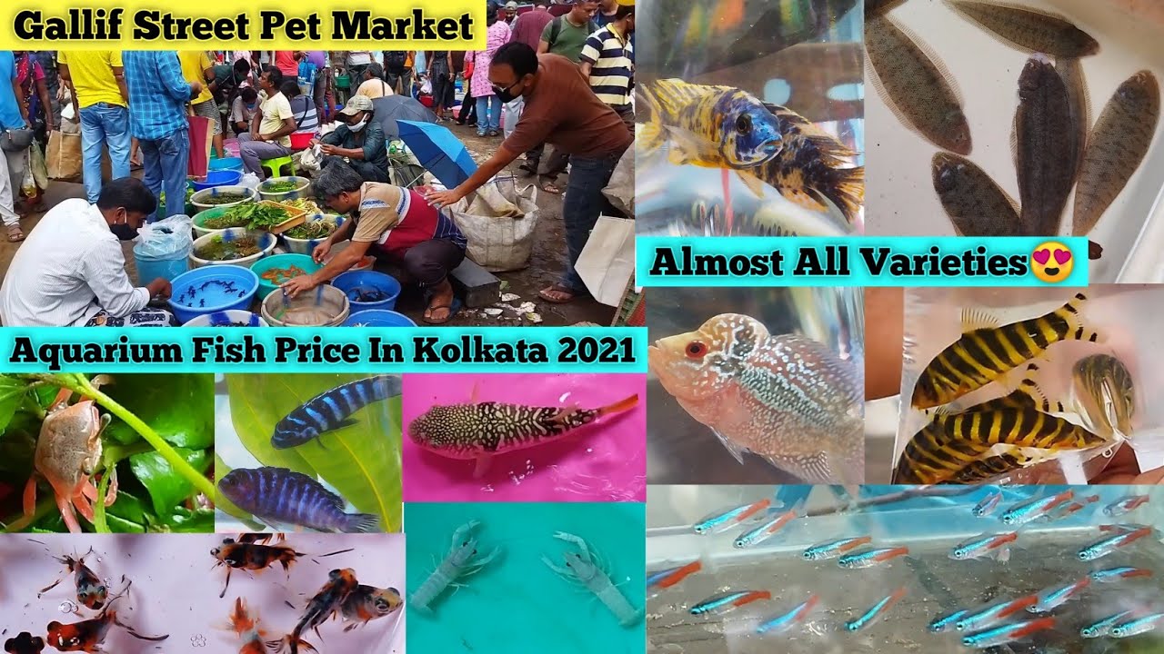 Aquarium Fish Price In Kolkata 2021 Sabse Sasti Machli Gallif