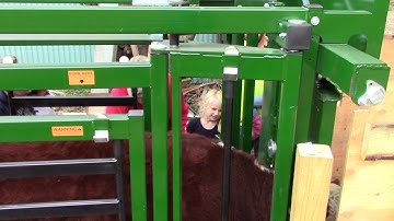 Weighing and Loading Cattle with TruTest EzWeigh 5i