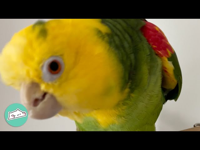 Saucy Parrot Calls His Friends On Zoom. His Owner Is In Stitches 