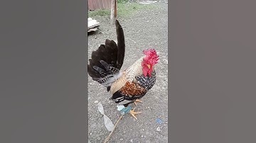 #tiktilaokstories #chicken #bantam #bantamchicken #shorts #shortsvideo #short