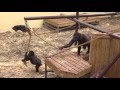 Gorilla op transport naar Heidelberg | Burgers' Zoo Natuurlijk | Arnhem
