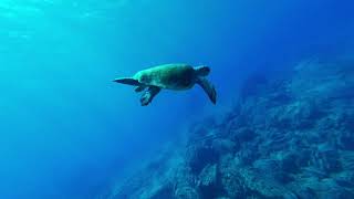 Turtle | Jellyfish | diving | Animal's Channel |