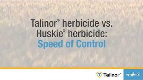 Talinor vs. Huskie herbicides: Speed of Control