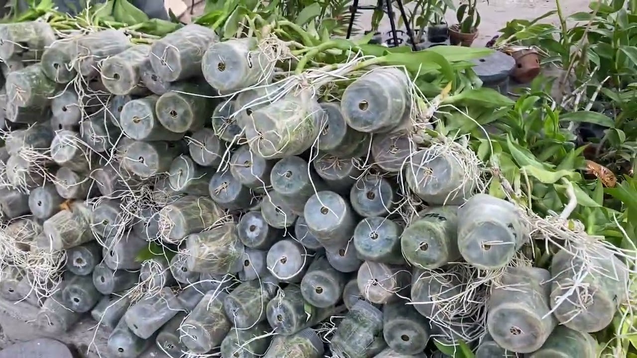 Ready Den. Bulatan pasca Bunga Tinggi Rimbun. Wa:082114376514