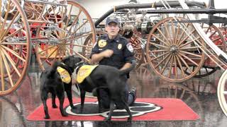 Kasey the Fire & Life Safety Dog Crawling Under the Smoke