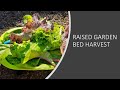 Raised garden bed  harvesting