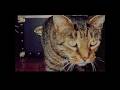 Polaroids of the Pyramids - Touching Angels (Official Lyric Video)