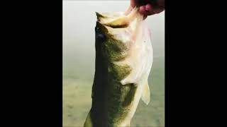 Old release footage Rancho Murieta #releasefootage #bigbass #shorts