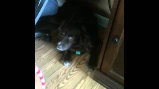 Gingerbread Man Murder Interrogation