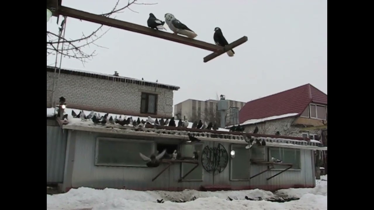 Коварная зима 2026