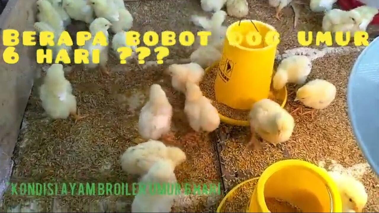 Ternak Ayam Broiler Rumahan 100 Ekor - HARI Ke-6 