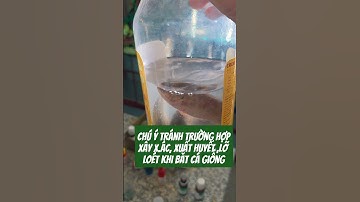 Chú ý tránh trường hợp xây x.ác, xuất huyết ,LỠ LOÉT khi bắt cá giống #ksviet#nuoica#caro#benhcaro#