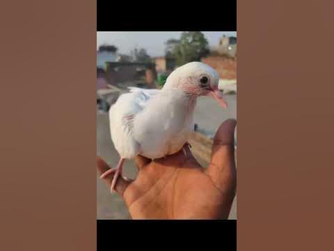 yah Jo log bar bar on karte ki baat karte Hain - YouTube