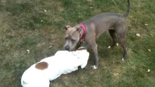 American Pit Bull Terrier Fights English Bull Dog Fight