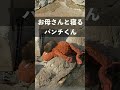 お母さんと寝るパンチくん 市川市動植物園の赤ちゃんザルパンチ君 IKEAぬいぐるみのオラウータンがお母さん Punch kun Sleep mum