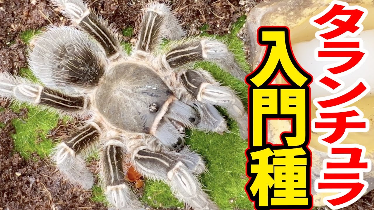We welcomed a giant tarantula, perfect for beginners. - YouTube