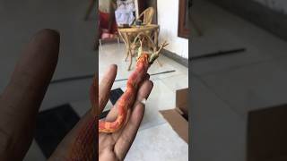 VIRAL, JAGUNG MAKAN AYAM #reptil #reptile #snake #animals