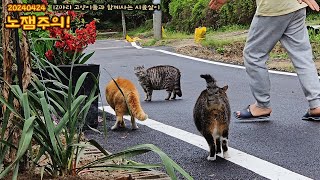 [20240424] 잠 안 오는 분에게 추천 하는 고양이와 함께하는 일상 영상 /Daily life video with cats.