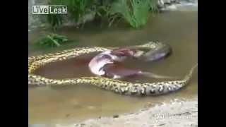Big snake (anaconda) vomit an entire cow in brazil